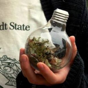 How to Make a Mini Terrarium from an Incandescent Light Bulb Image